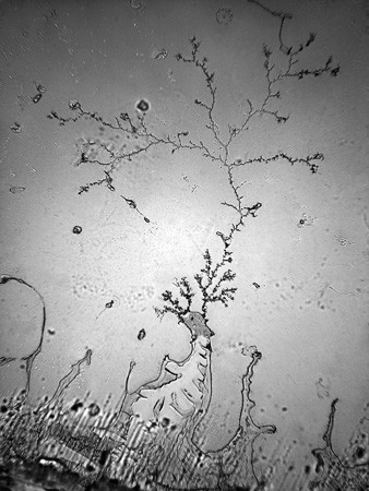 Photo by Rose-Lynn Fisher